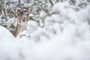 BUITEN BEELD Foto: 112257