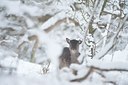 BUITEN BEELD Foto: 112259