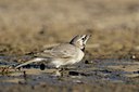 BUITEN BEELD Foto: 112295