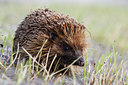 BUITEN BEELD Foto: 112424