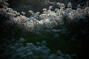 BUITEN BEELD Foto: 112552