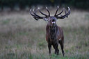BUITEN BEELD Foto: 112624