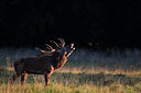 BUITEN BEELD Foto: 112629