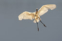 BUITEN BEELD Foto: 112649