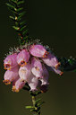 BUITEN BEELD Foto: 112652