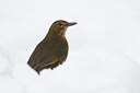 BUITEN BEELD Foto: 112684