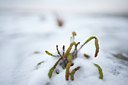 BUITEN BEELD Foto: 112725