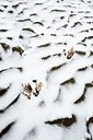 BUITEN BEELD Foto: 112750
