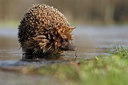 BUITEN BEELD Foto: 112825