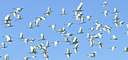 BUITEN BEELD Foto: 112860