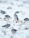 BUITEN BEELD Foto: 112891