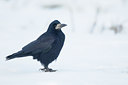 BUITEN BEELD Foto: 112893