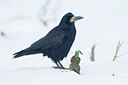 BUITEN BEELD Foto: 112894