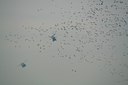 BUITEN BEELD Foto: 112961