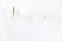 BUITEN BEELD Foto: 113077