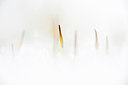 BUITEN BEELD Foto: 113078