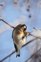 BUITEN BEELD Foto: 113132