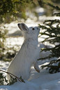 BUITEN BEELD Foto: 113156