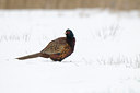 BUITEN BEELD Foto: 113178