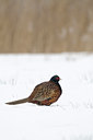 BUITEN BEELD Foto: 113179