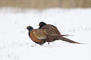 BUITEN BEELD Foto: 113182