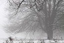 BUITEN BEELD Foto: 113200
