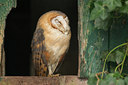 BUITEN BEELD Foto: 113325