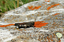 BUITEN BEELD Foto: 113333