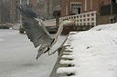 BUITEN BEELD Foto: 113361
