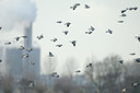 BUITEN BEELD Foto: 113424