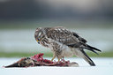 BUITEN BEELD Foto: 113432