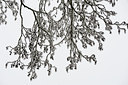BUITEN BEELD Foto: 113433