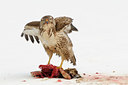 BUITEN BEELD Foto: 113440