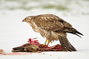 BUITEN BEELD Foto: 113441
