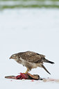 BUITEN BEELD Foto: 113448