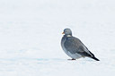 BUITEN BEELD Foto: 113455