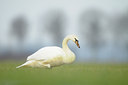 BUITEN BEELD Foto: 113482