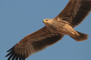BUITEN BEELD Foto: 113483