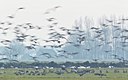 BUITEN BEELD Foto: 113493