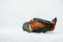 BUITEN BEELD Foto: 113516