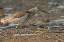BUITEN BEELD Foto: 113561
