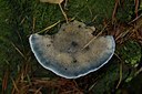 BUITEN BEELD Foto: 113593