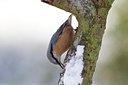 BUITEN BEELD Foto: 113630