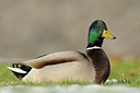 BUITEN BEELD Foto: 113676