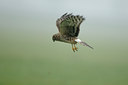 BUITEN BEELD Foto: 113684