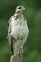BUITEN BEELD Foto: 113712