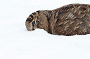 BUITEN BEELD Foto: 113737