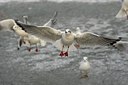 BUITEN BEELD Foto: 113753