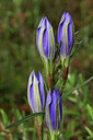 BUITEN BEELD Foto: 113772