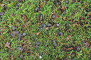 BUITEN BEELD Foto: 113863
